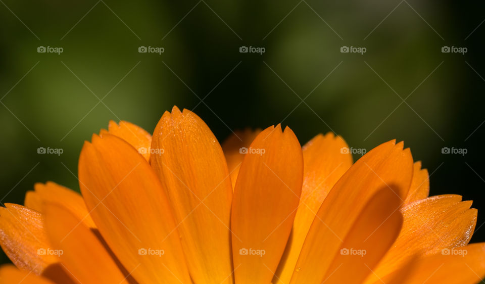 Close up of orange flower pedals