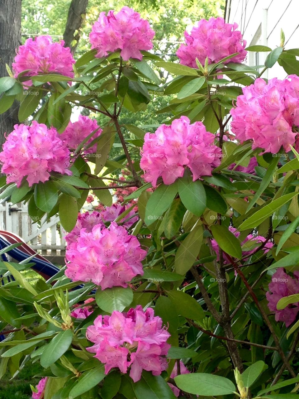 Rhododendron