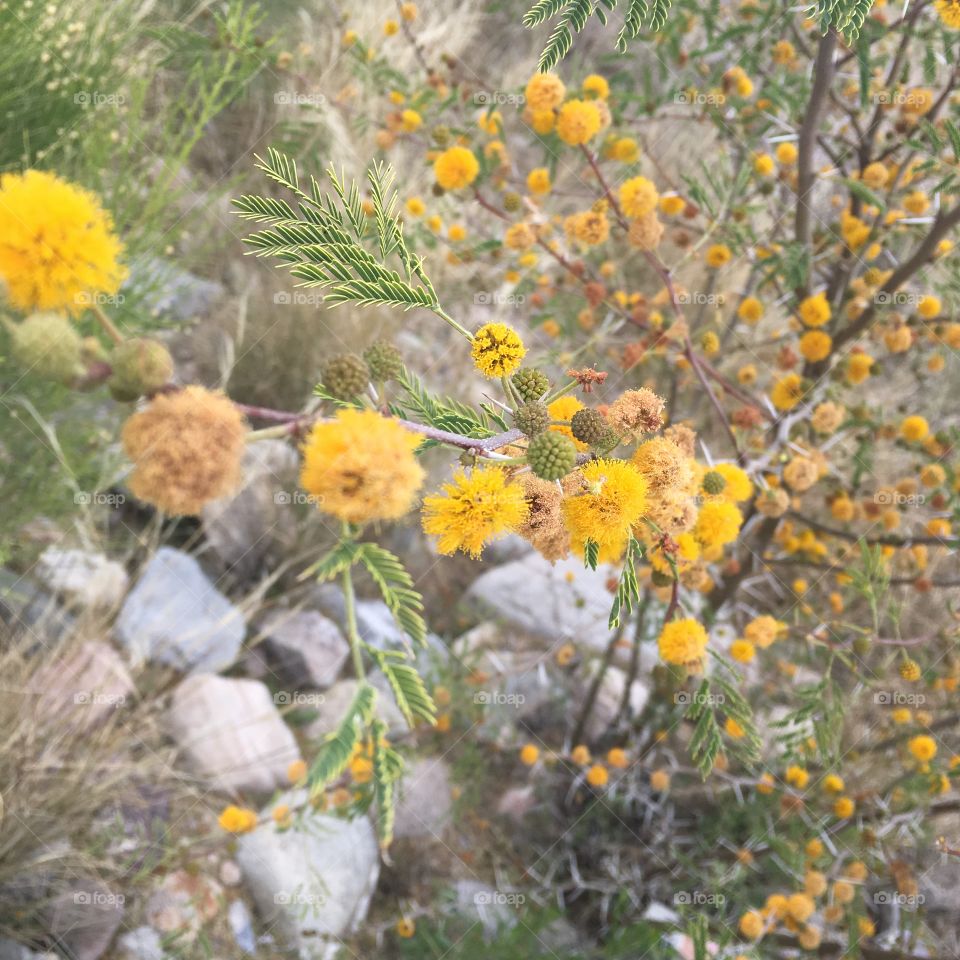 Arizona flowers