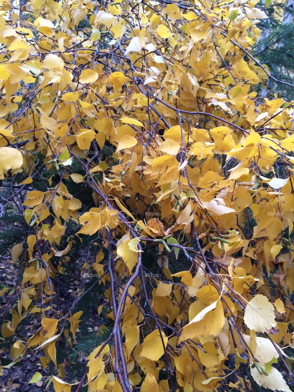 Birch tree in autumn


