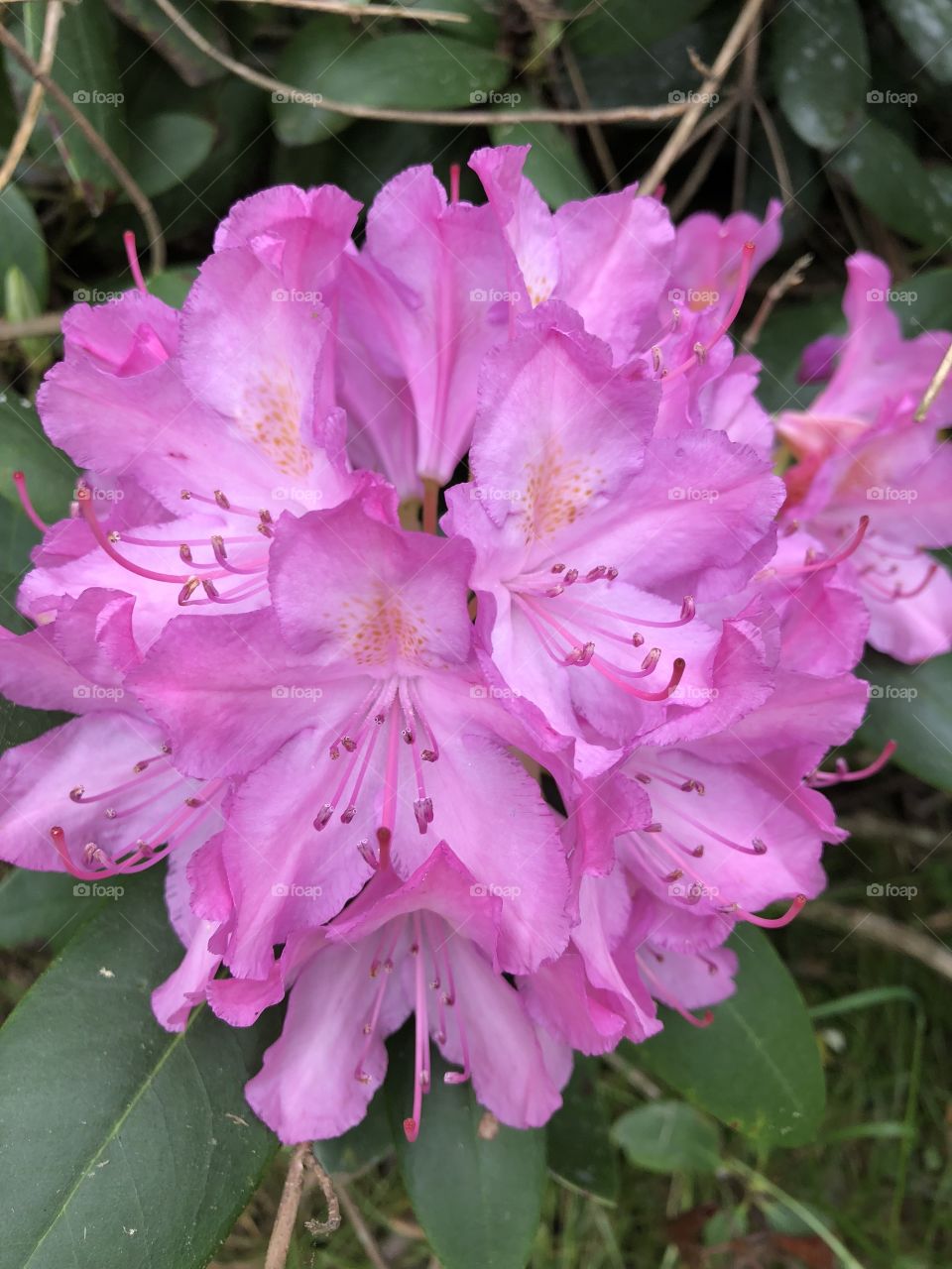 A circlet of pink-lavender loveliness blooms brightly in the mountains of North Georgia.