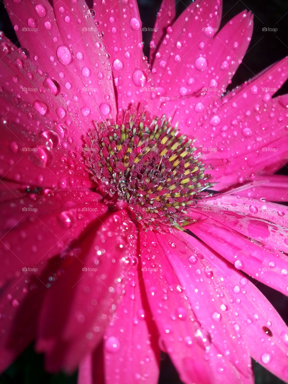 Waterdrop on pink flower