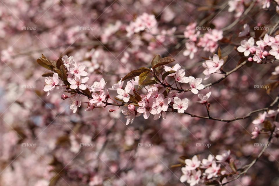 Pink spring flowers