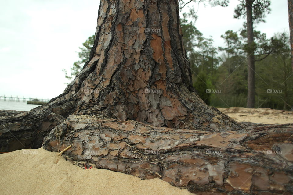 Tree on the beach after erosion
