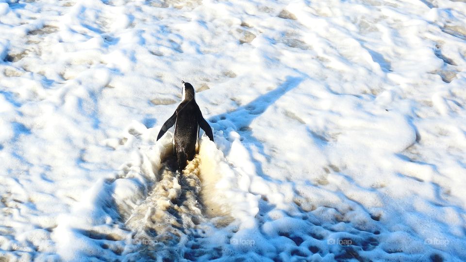 Penguin enjoying the foamy surf on the beach at Boulders Beach Penguin Sanctuary, just outside Cape Town, South Africa
