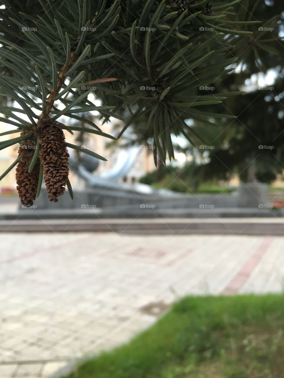 blue spruce cones and the square of the astronauts in the Siberian closed city
