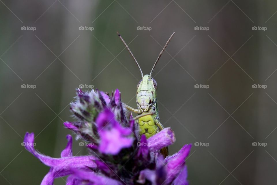 Grasshopper staring into the camera