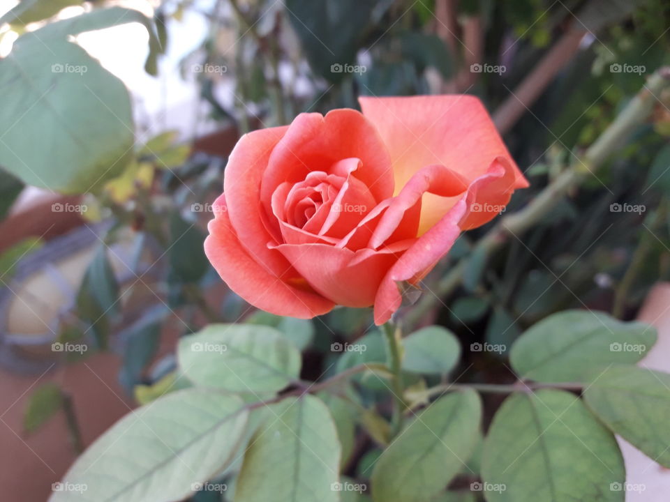 beautiful rose color