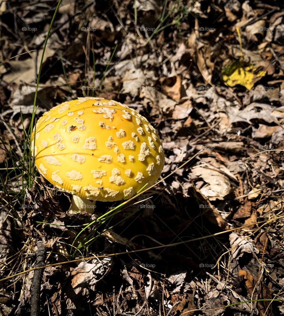 Beautiful bright colored mushroom with textures 