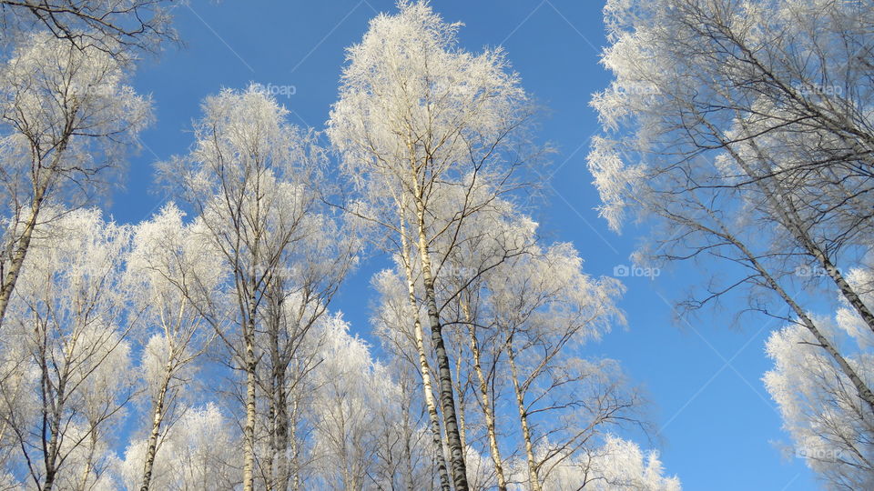 frost on birches in the Ural forest