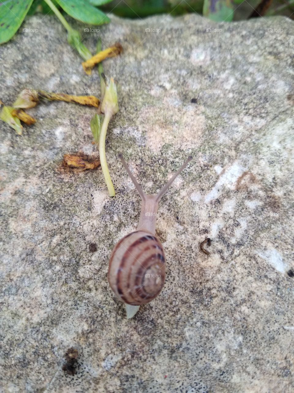 Snail