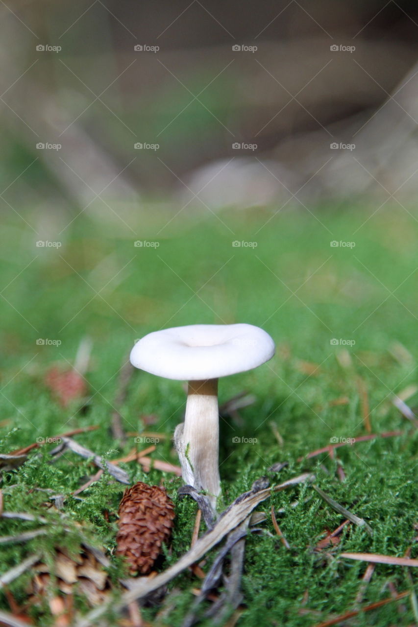 A  mushroom at the forest floor