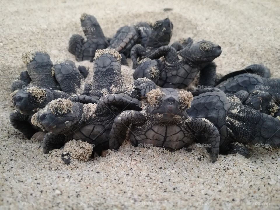 Turtle babies being born from the nest