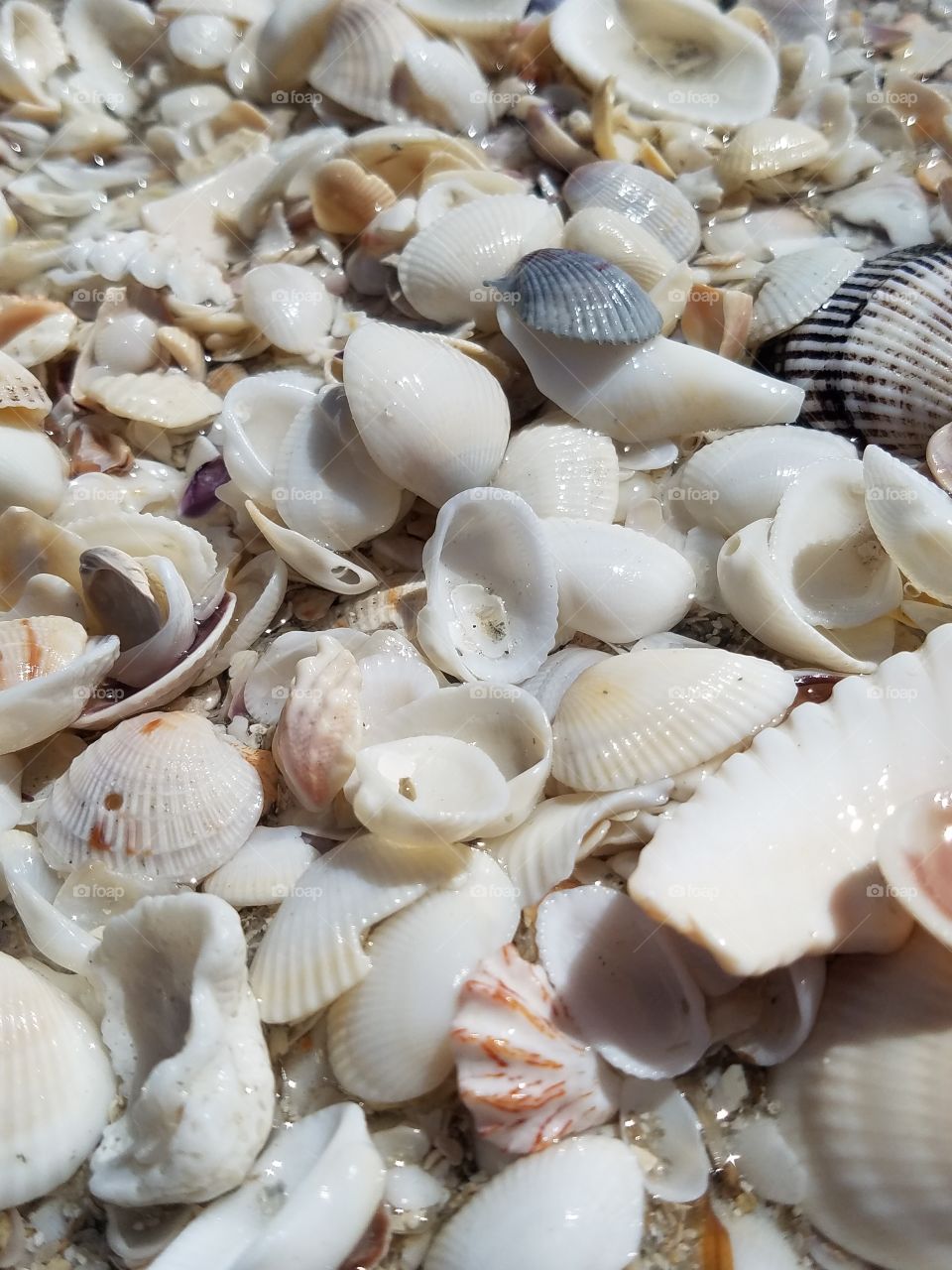 Sea Shells, Naples FL