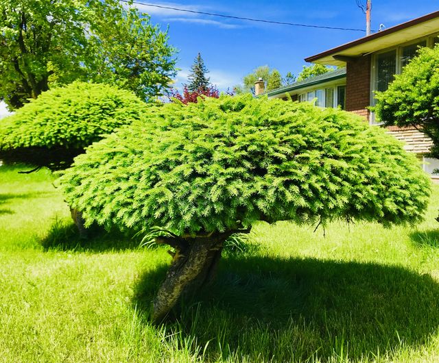 Garden, Tree, Lawn, Leaf, Nature