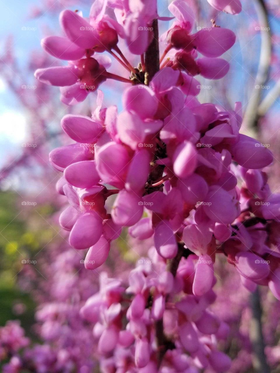 Springtime Flowers