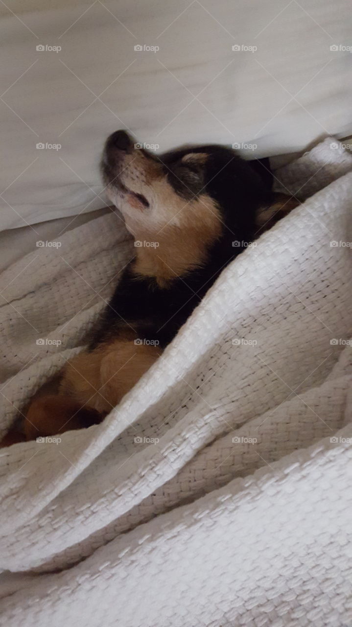 chihuahua sleeping