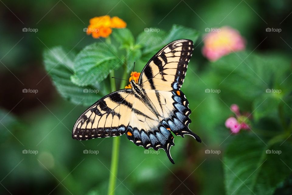 Nice Butterfly