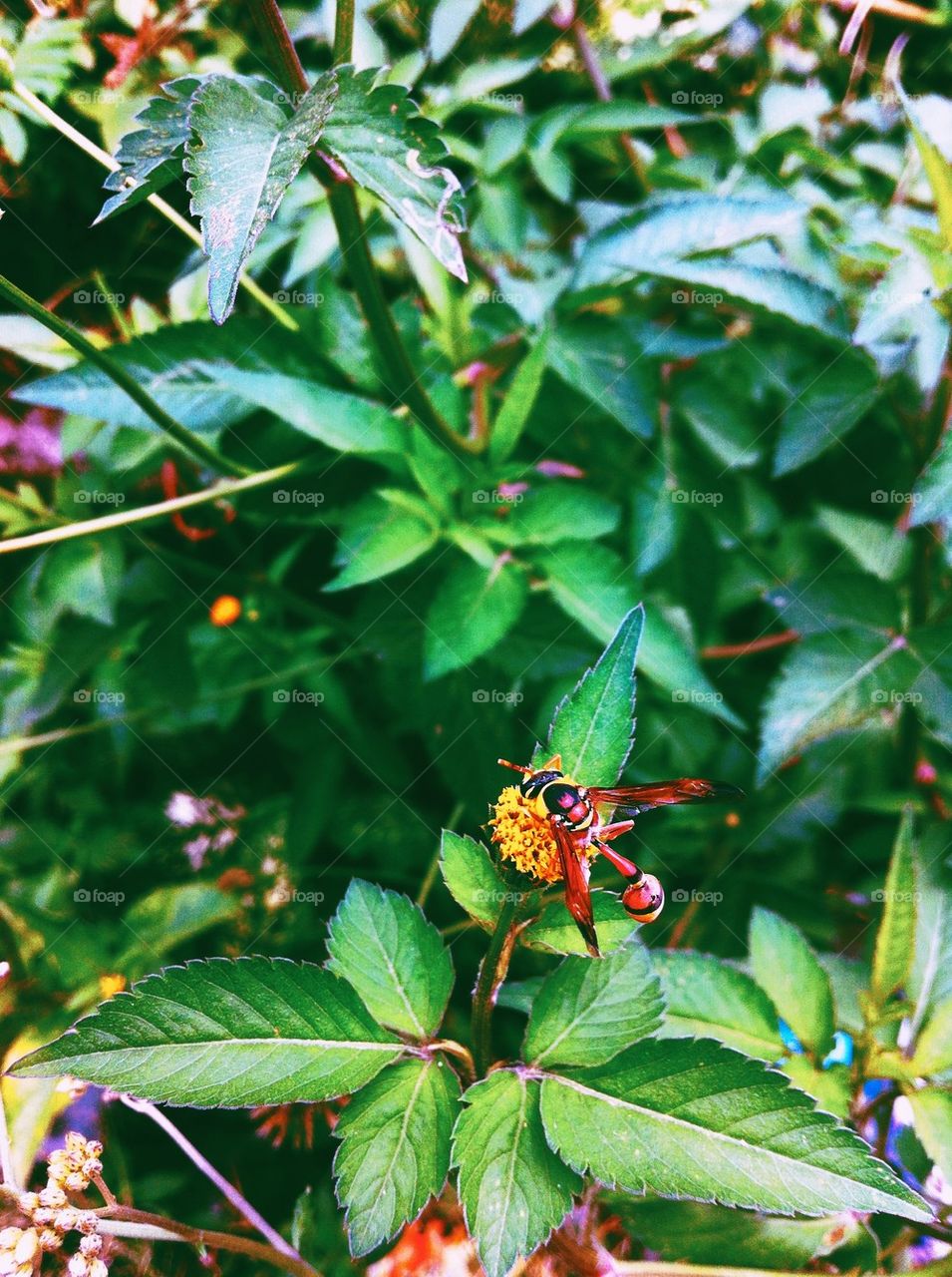 A wasp on a flower