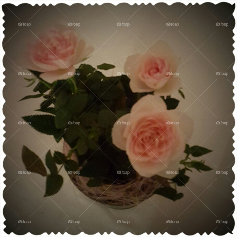 pink flower with frame