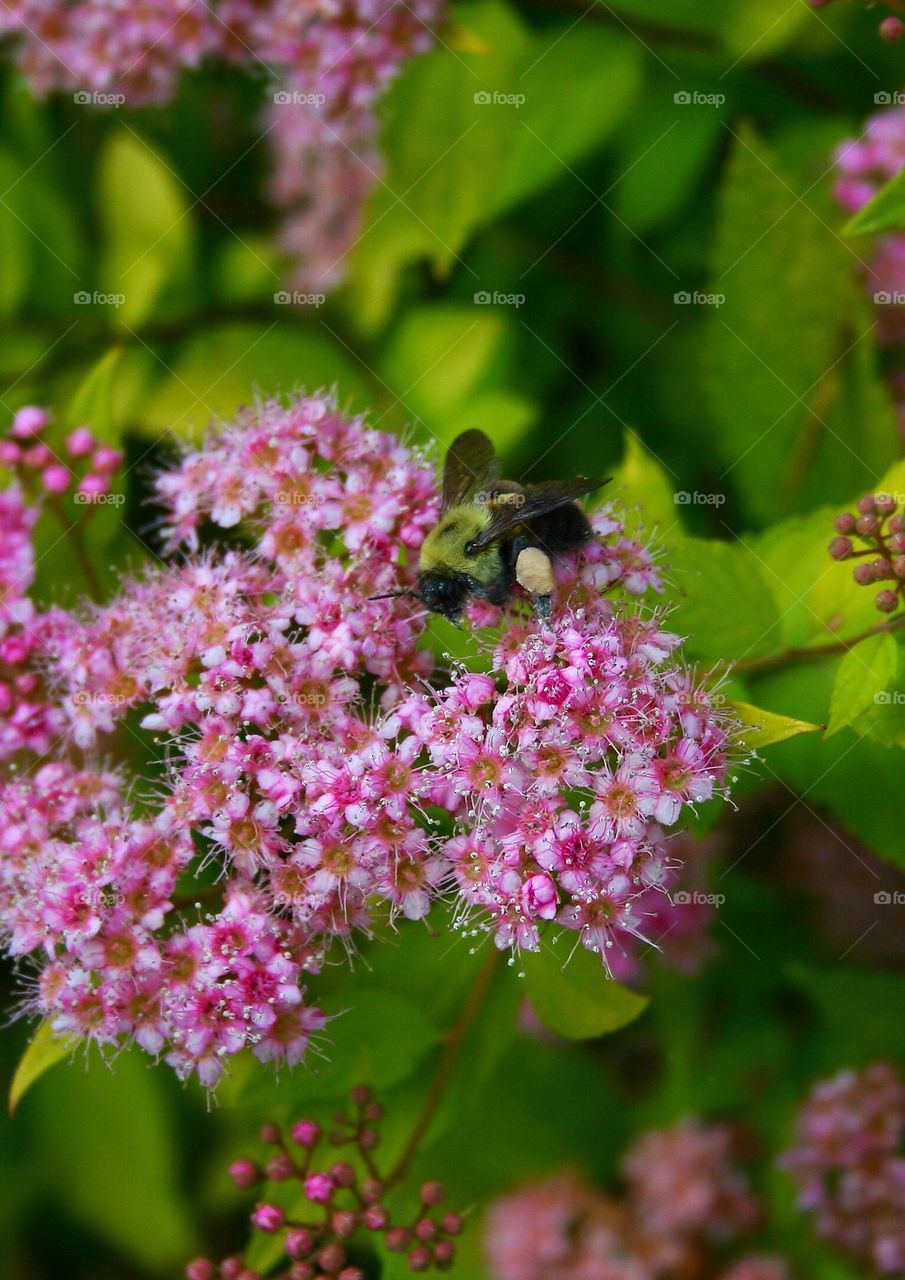 Bee on a flower