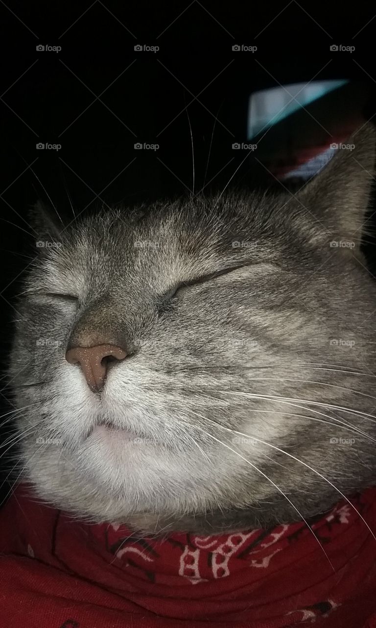 Sleepy Head Cat