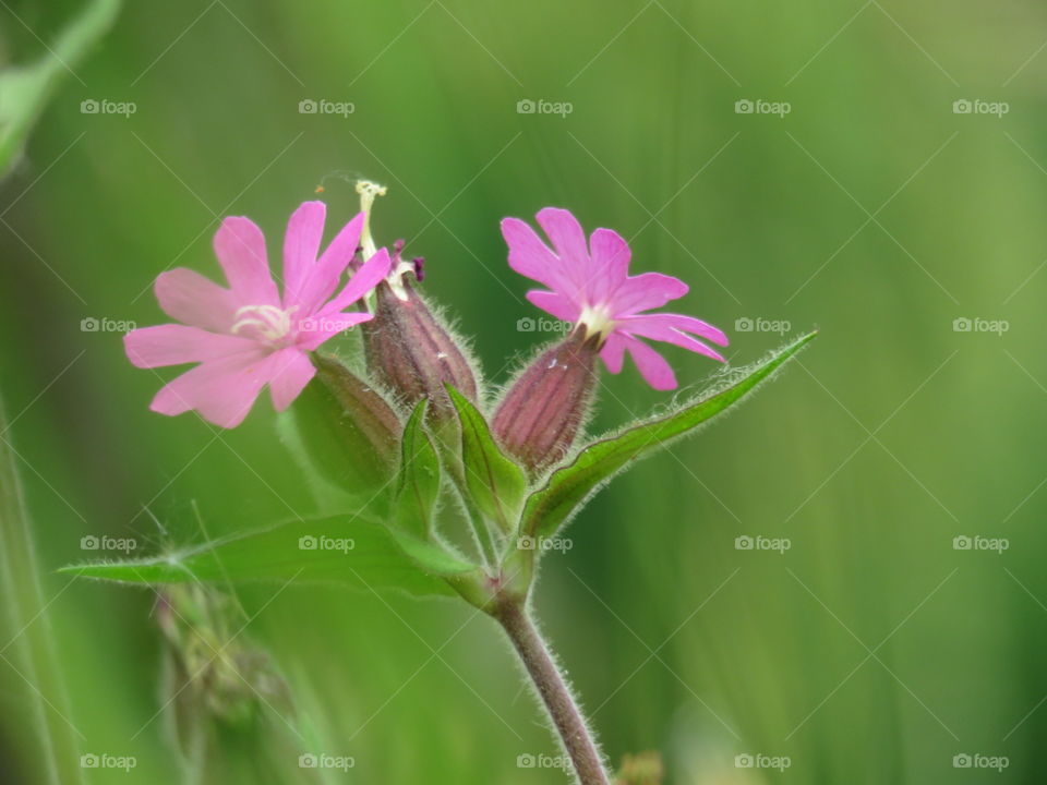 pink flower flora nature outdoor