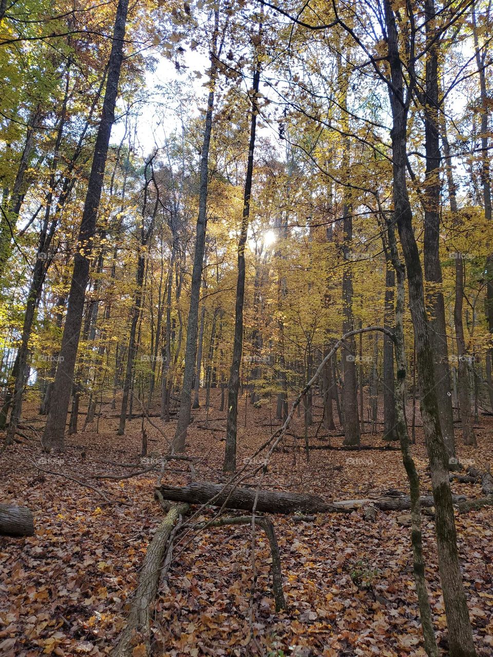 fall colored trees with sun peeking through