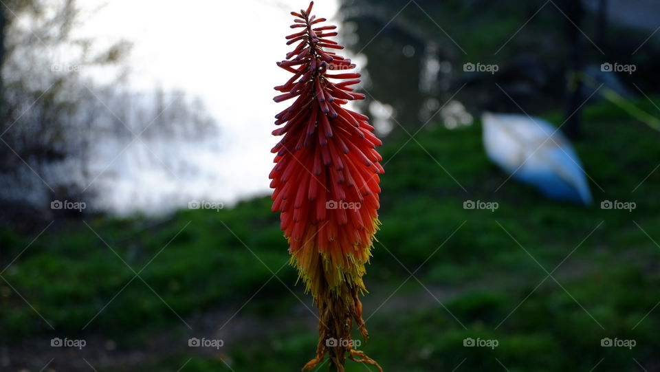 Yellow Orange Aloe flower, pond and boat in background