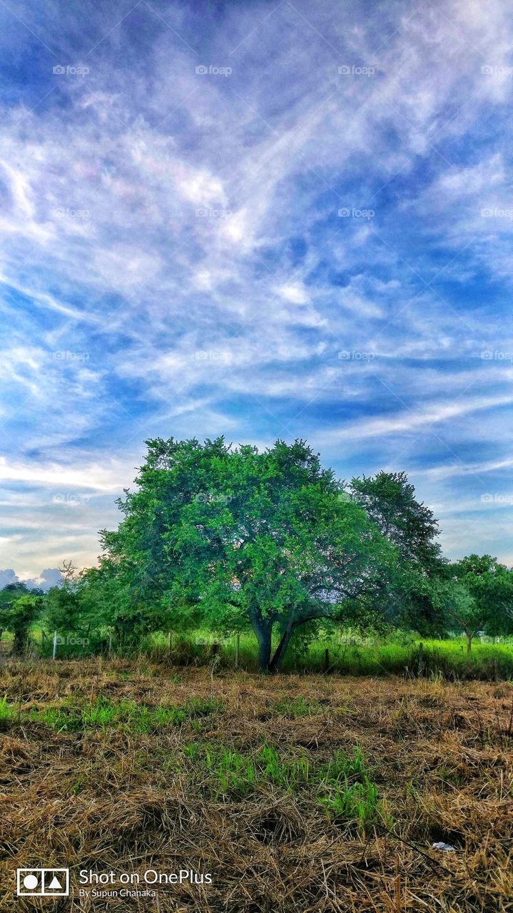 Tree, Sky, Land, Single, Green