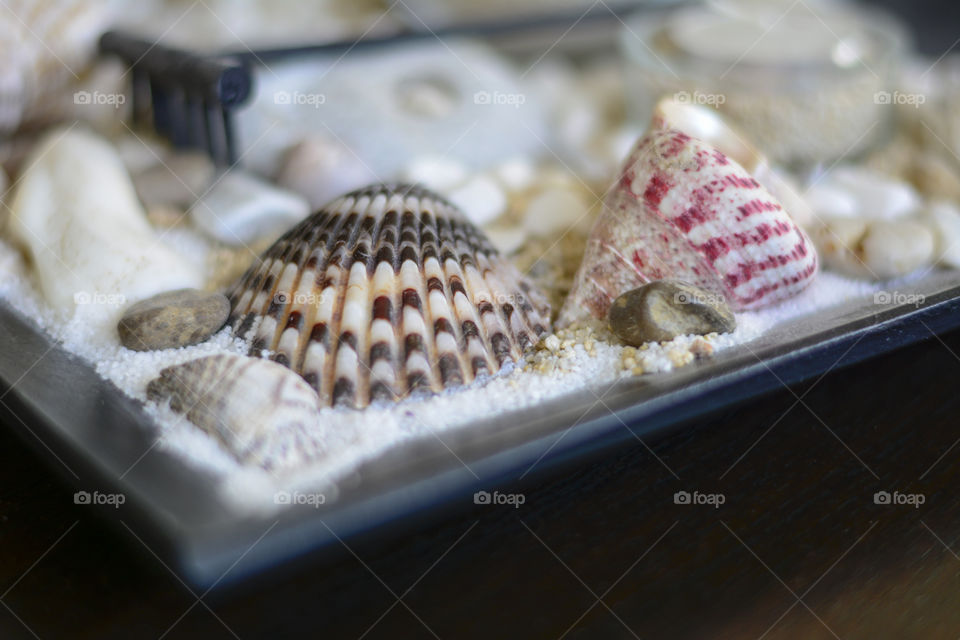 Close-up of a seashell