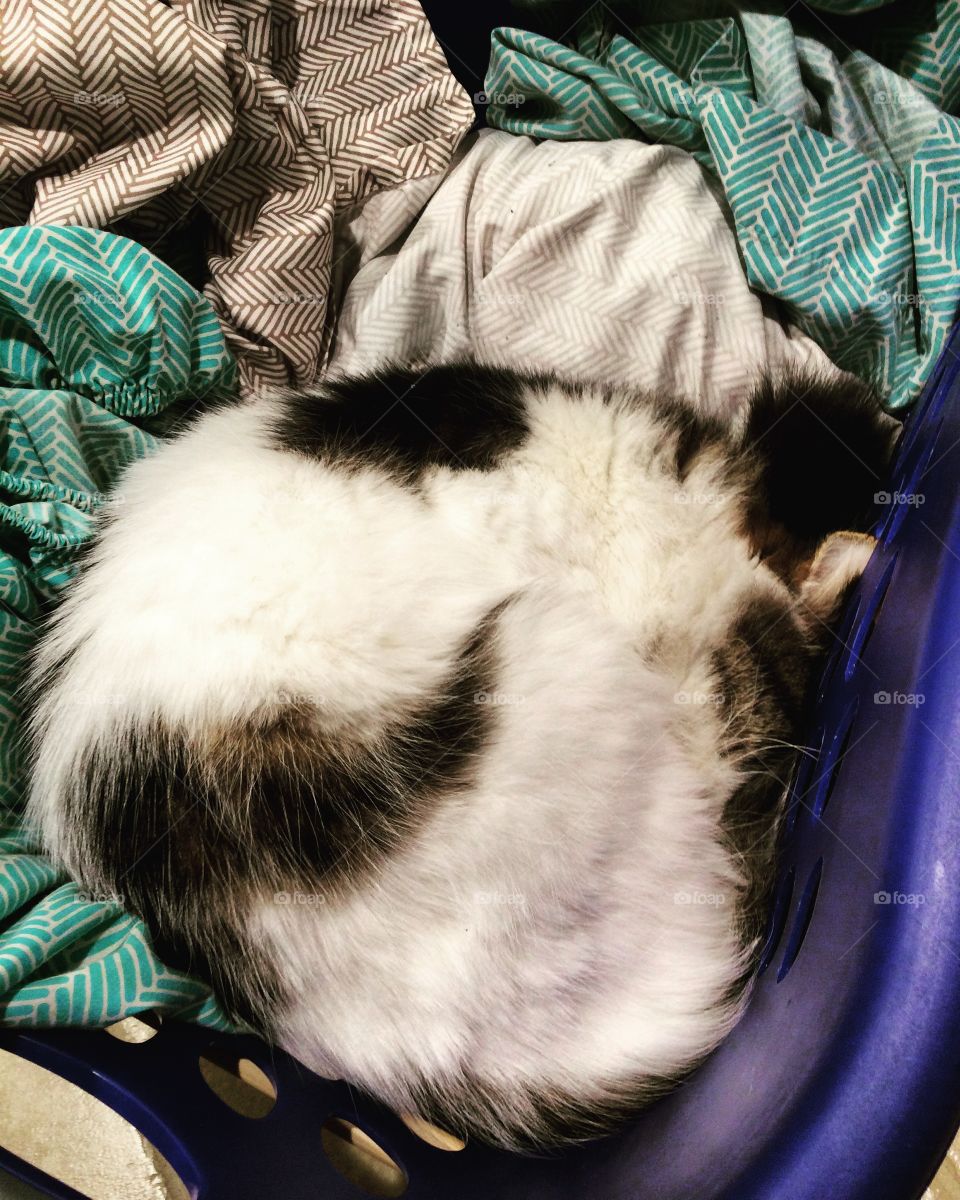 Cuddled in the laundry 