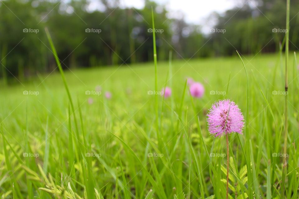 Green field