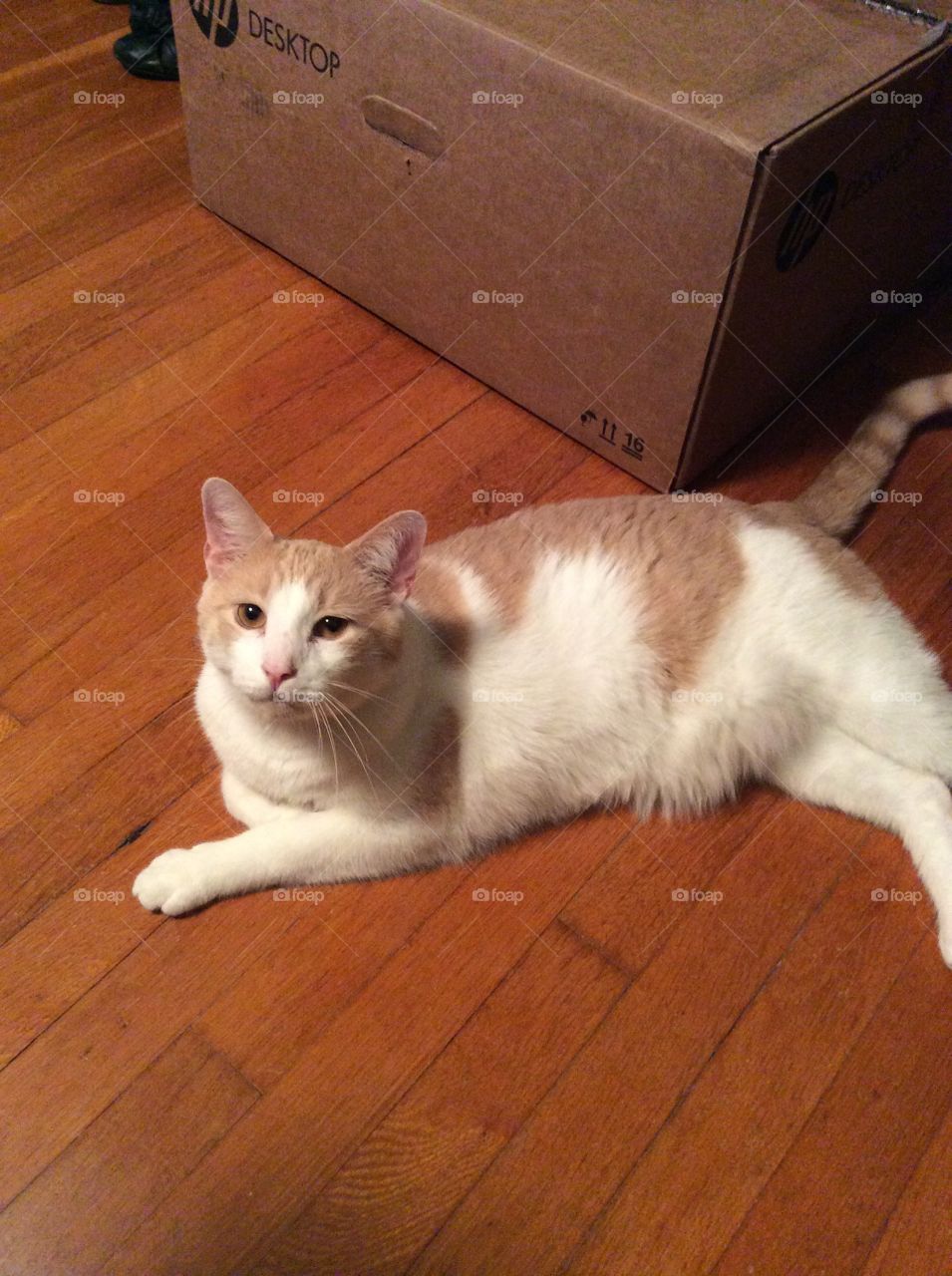 Yellow and white cat relaxing by a box on wood floor