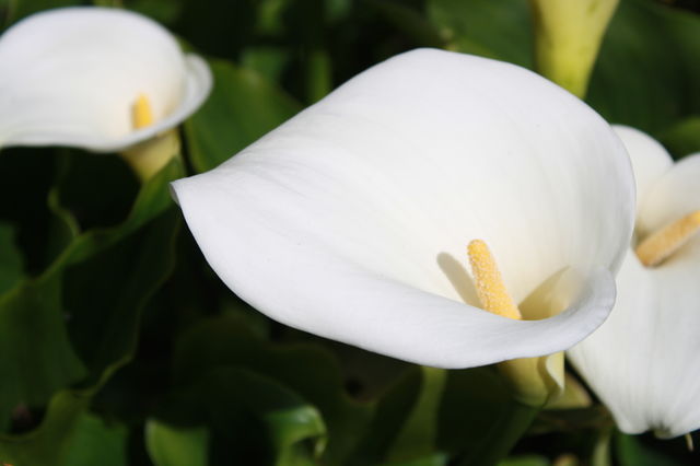 White Calla Lilies
