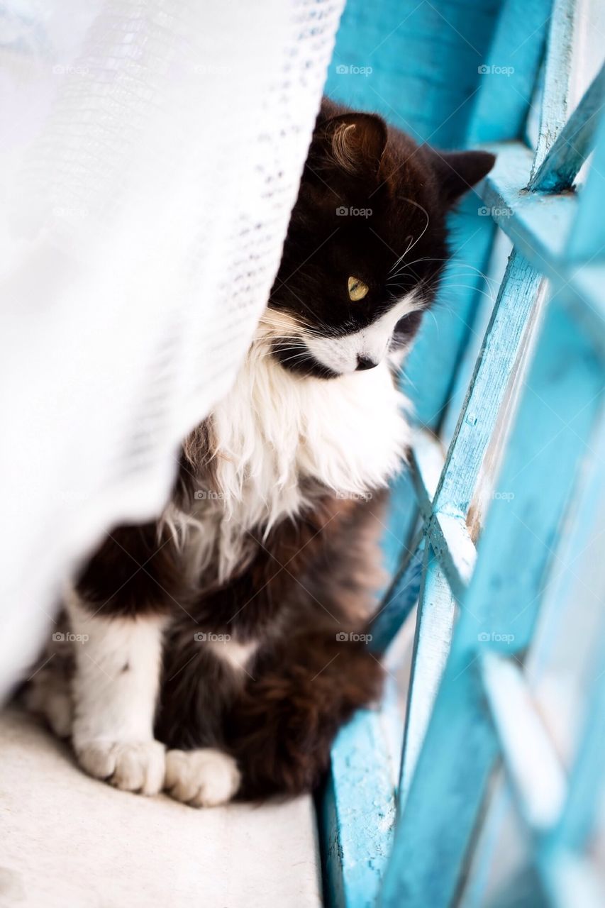 Cute cat looking through window