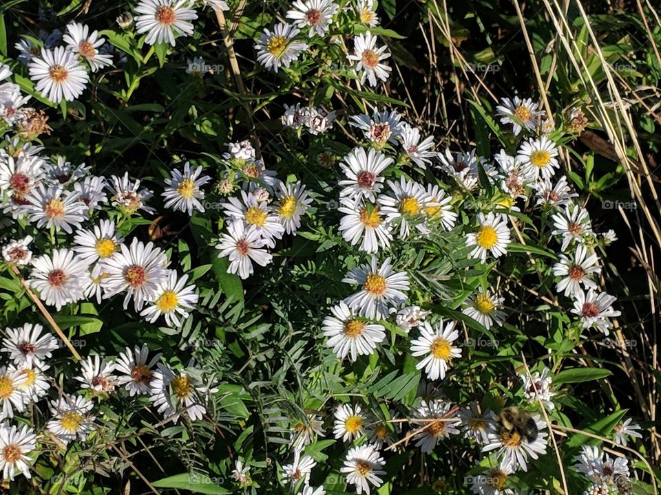 daisies and other plantlife
