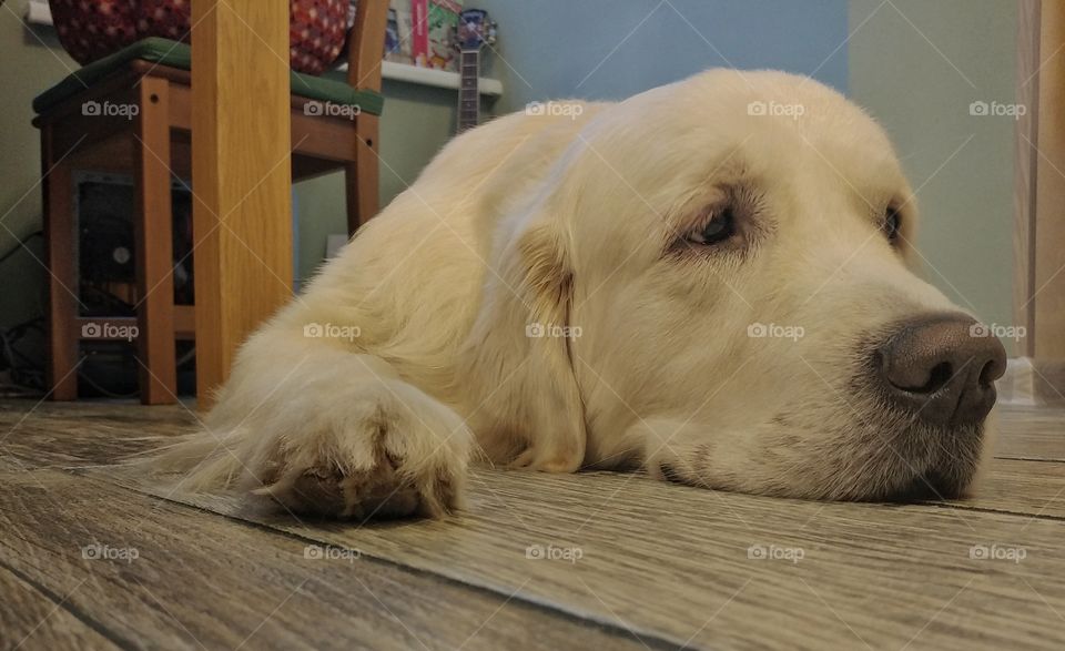 I wonder if a dinner  is ready?