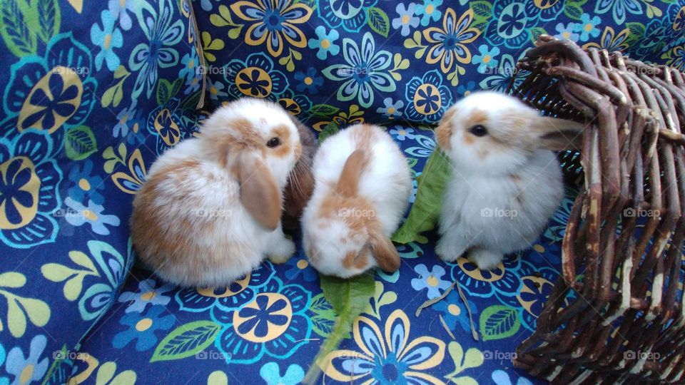 Baby Rabbits Eating Dandelions ½ Holland Lop ½ Mini Lop