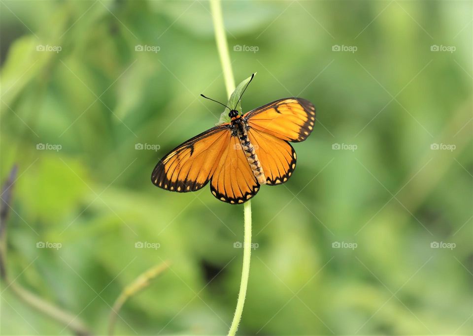 Beautiful and cute butterfly