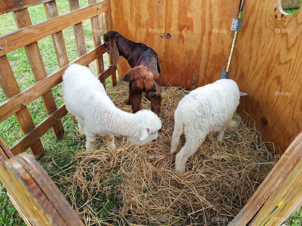 sheep and goat at tha fest