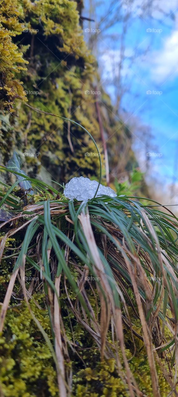 Schnee auf Gras