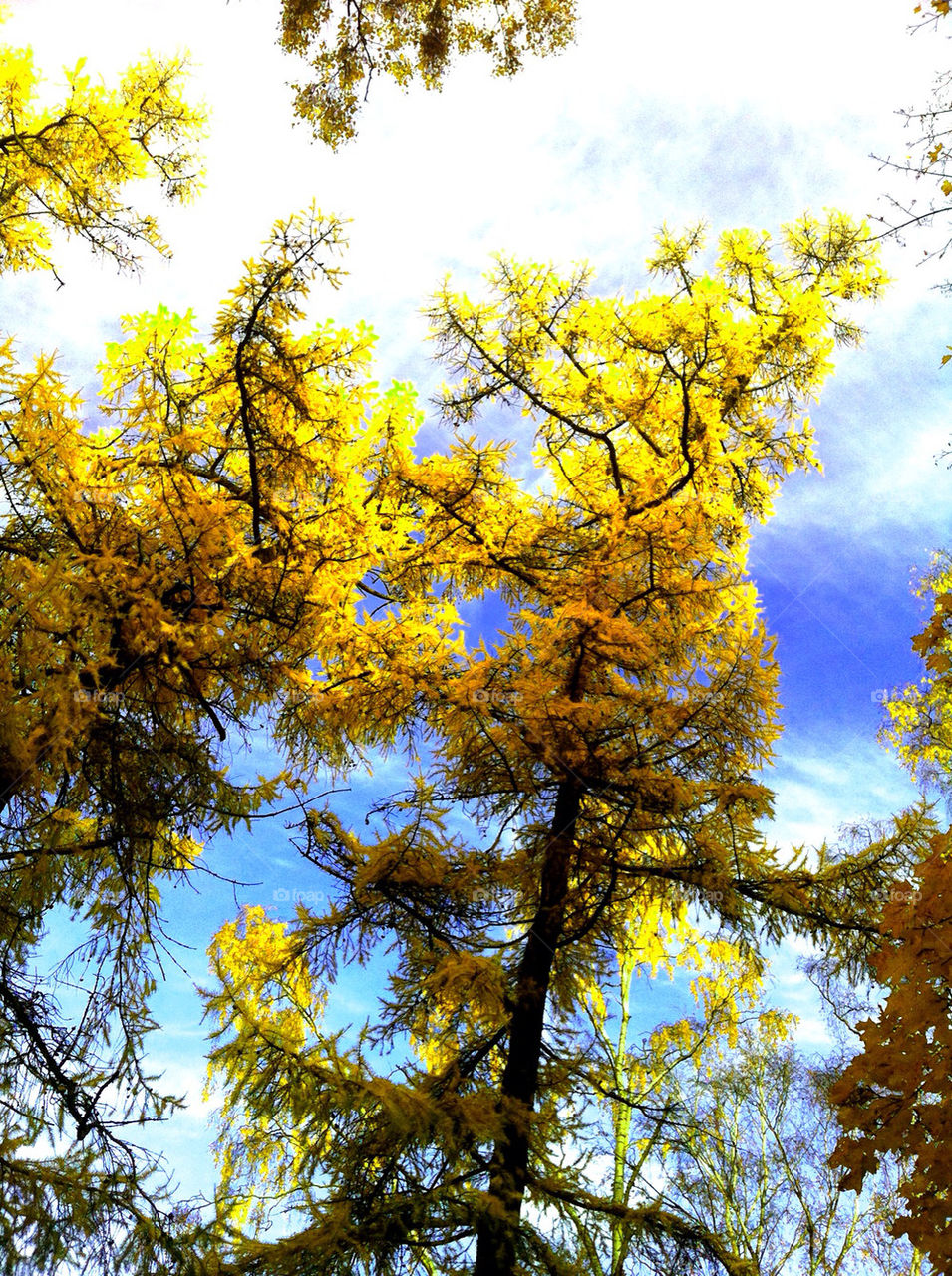 sky yellow stockholm trees by ida.arnkvist