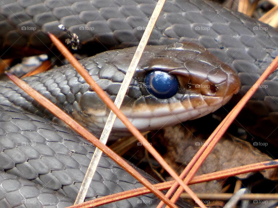 A close up of a snake with detail of eye and scales