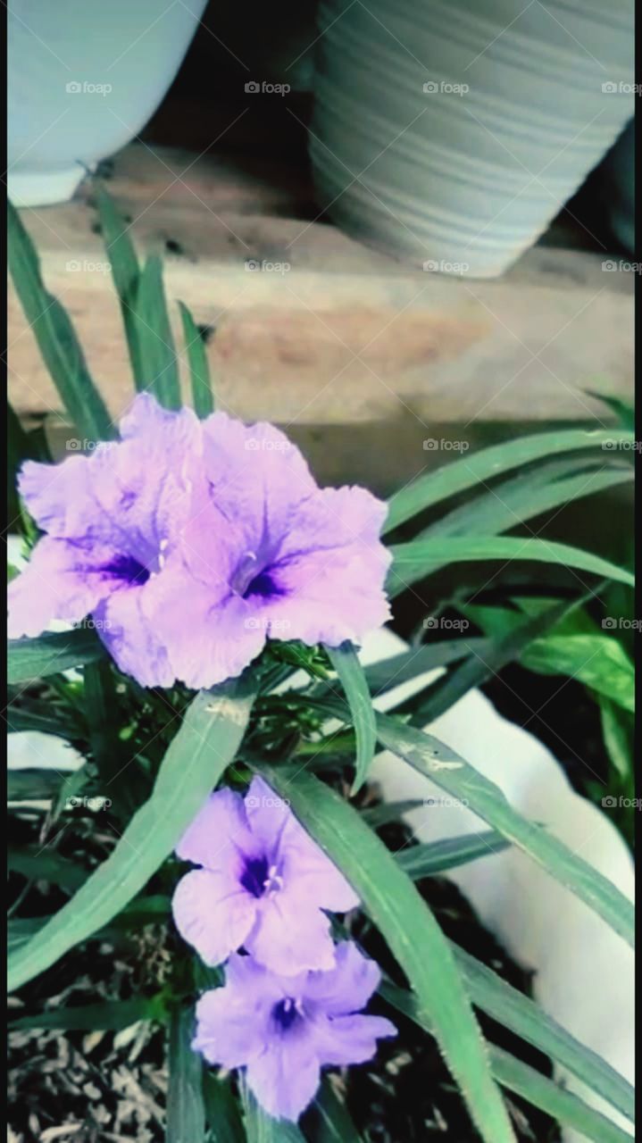 Flowers in front of the house