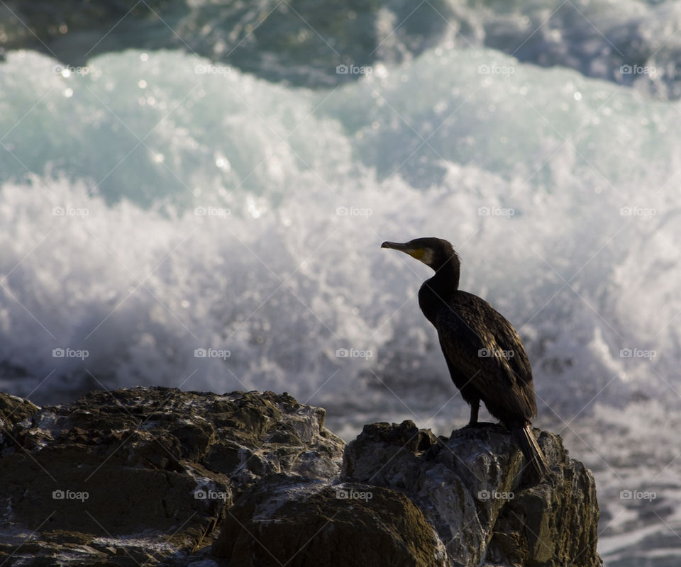 Cormorant in front of crashing white waves