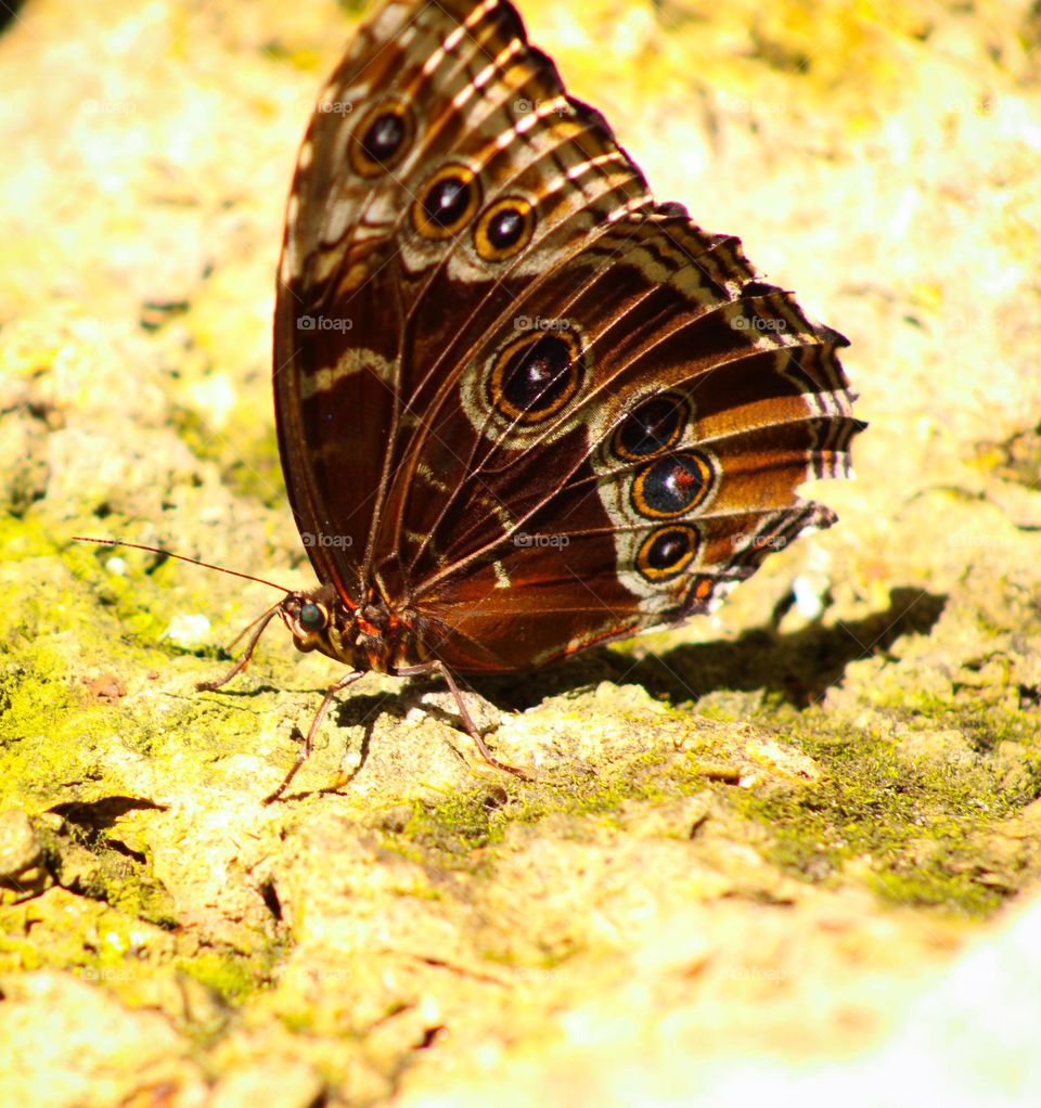 Brown butterfly 