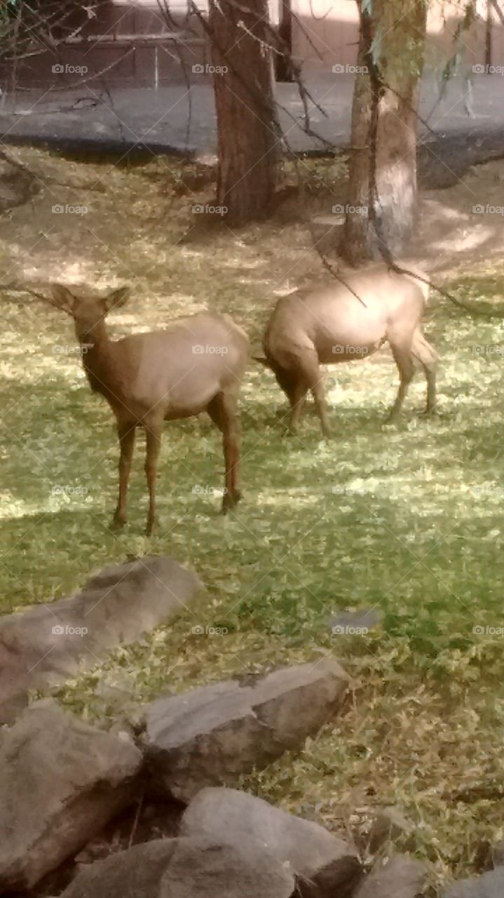 Elk, Evergreen Colorado