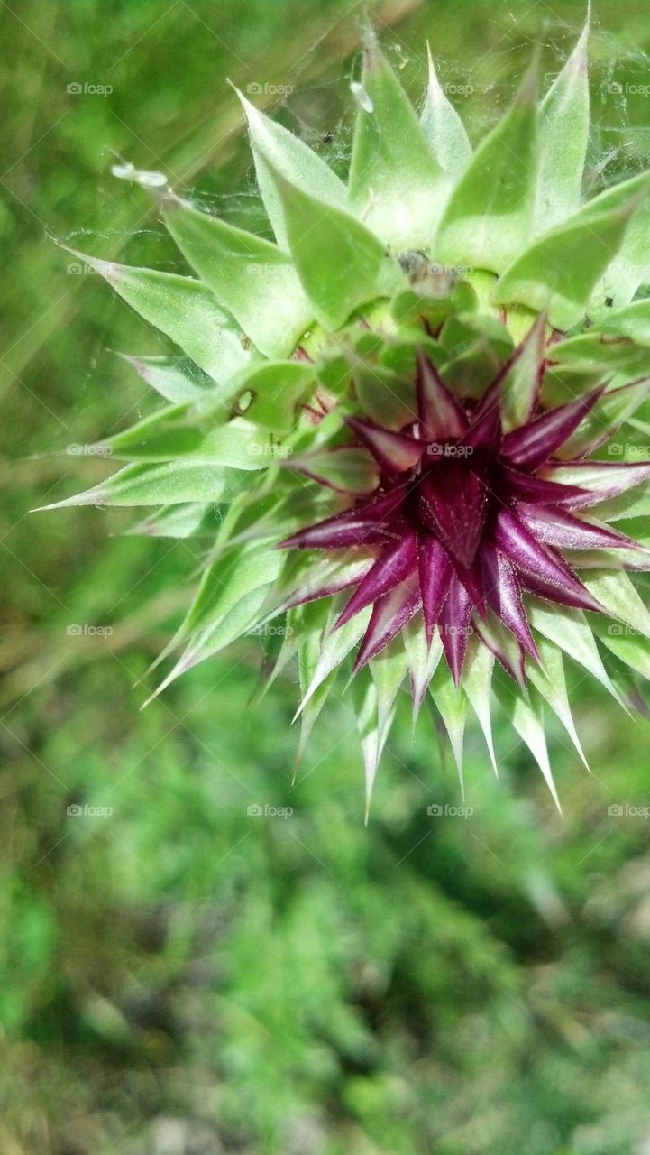 Nature, Flora, Flower, Leaf, Summer