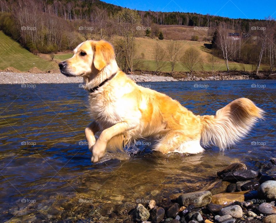 Golden taking a bath